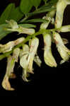 Canadian milkvetch